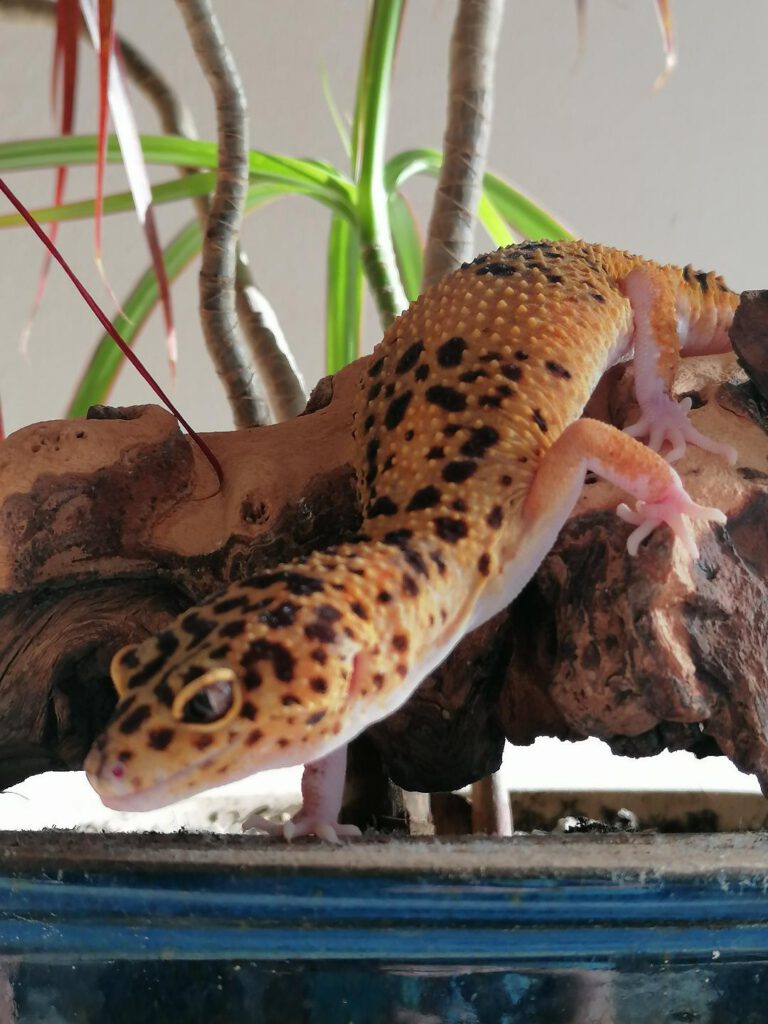 Gecko