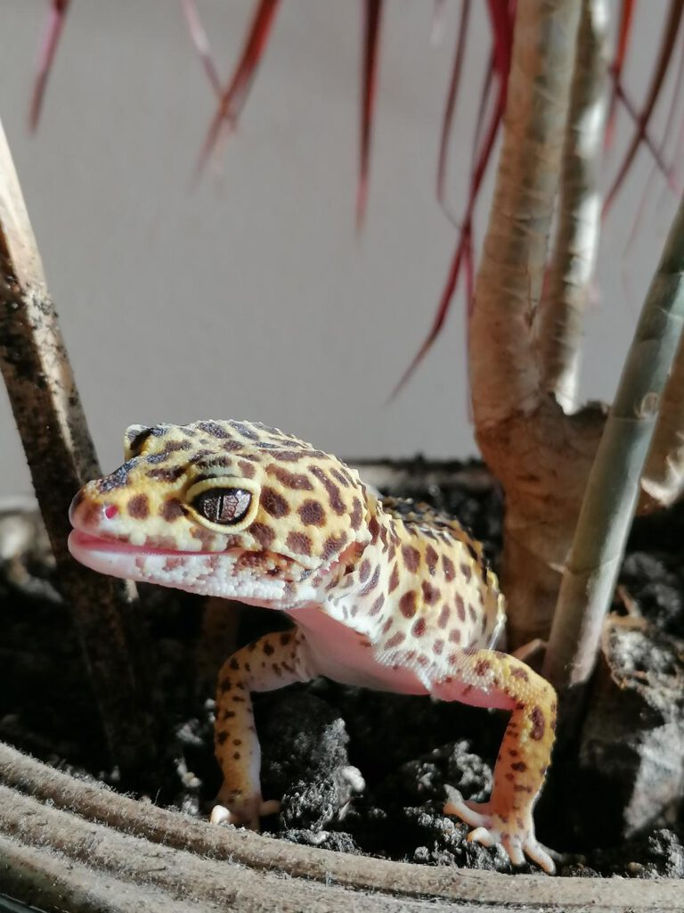 Gecko1